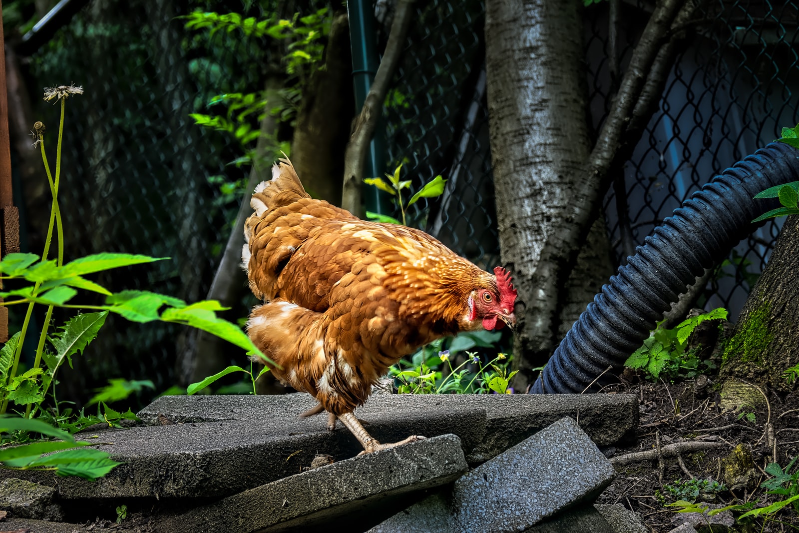Découverte des animaux de la ferme