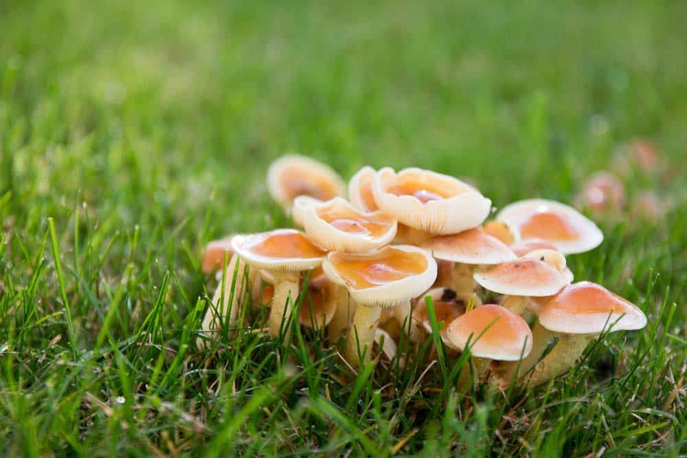 Biodiversité urbaine